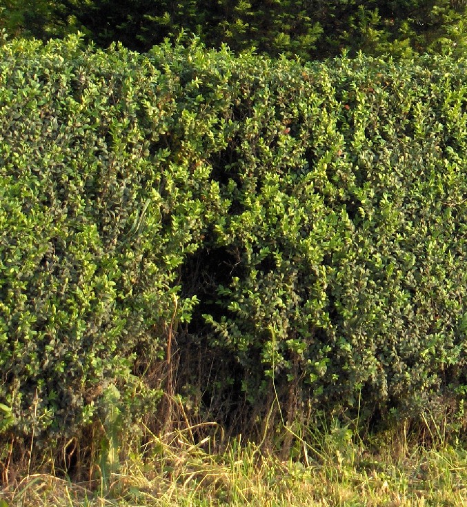  Image name: bosso4.jpg 
 width: 677 pixel 
 height: 735 pixel 
 Size: 301053 bytes 
 Click to enlarge 